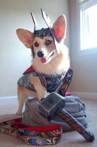 Thor - Cosplay - Thor
