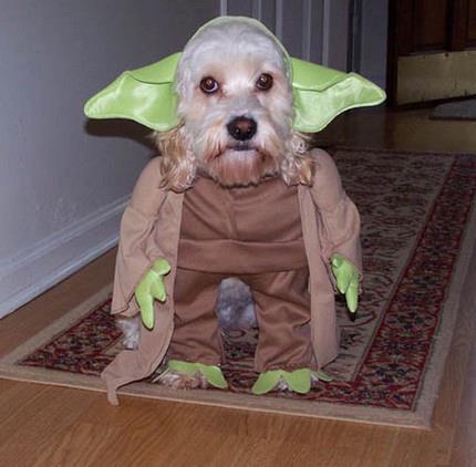 Star Wars - Cosplay - Yoda 