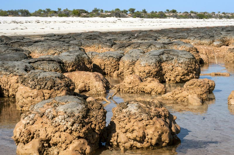 Stromatolity v Hamelin Pool v Austrálii. 