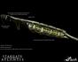 Stargate: Atlantis - Skica - Zbraň Wraithov Stargate: Atlantis - Skica - Zbraň Wraithov