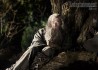 Hobbit, The: An Unexpected Journey - Scéna - Gandalf v lese 